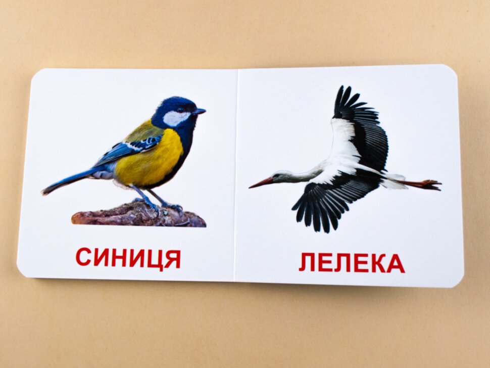 Книжка для найменших. Птахи. Книга на картоні