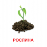 Картки міні. Рослини (110х110 мм)