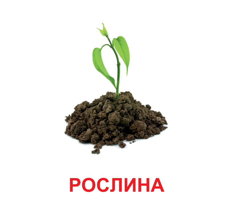 Картки міні. Рослини (110х110 мм)