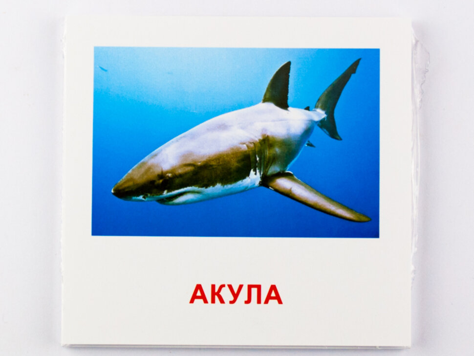Картки міні Морські тварини (110х110 мм) (рос)