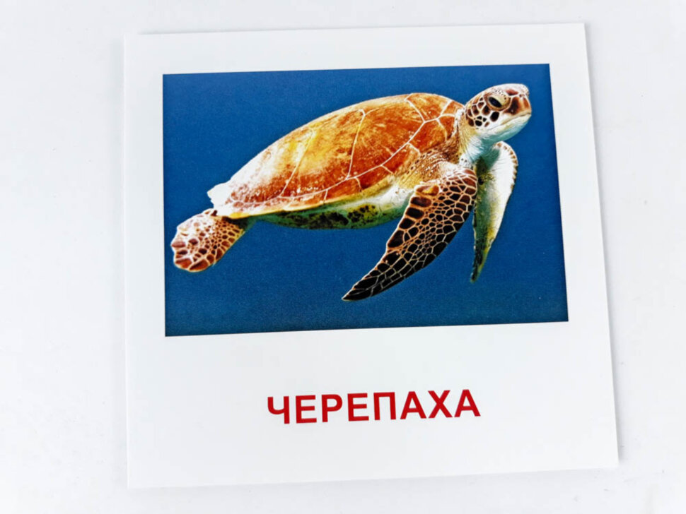 Картки міні Морські жителі (110х110 мм) (Укр)