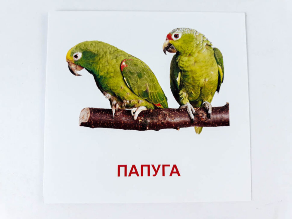 Картки міні Птахи (110х110 мм) (Укр)